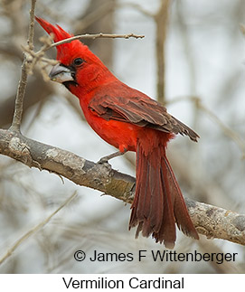 Vermilion Cardinal - © James F Wittenberger and Exotic Birding LLC