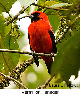 Vermilion Tanager - © Laura L Fellows and Exotic Birding LLC