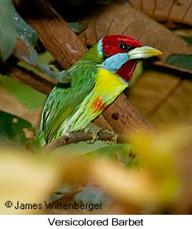 Versicolored Barbet - © James F Wittenberger and Exotic Birding LLC