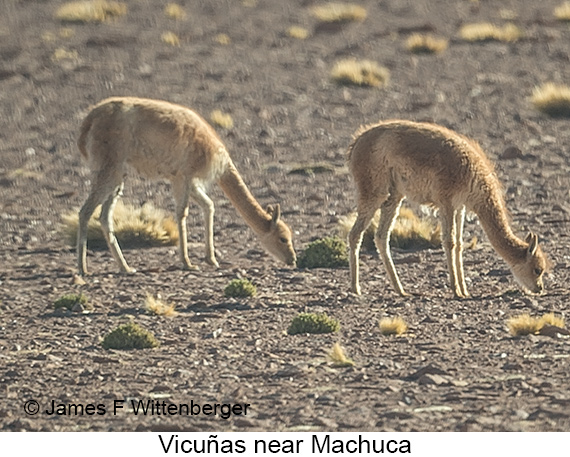 Vicuña - © James F Wittenberger and Exotic Birding LLC