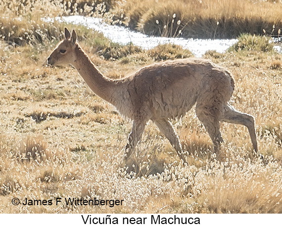 Vicuña - © James F Wittenberger and Exotic Birding LLC