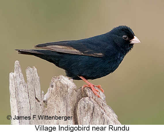 Village Indigobird - © James F Wittenberger and Exotic Birding LLC