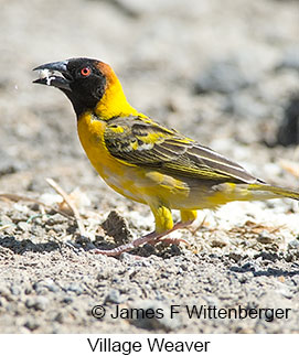 Village Weaver - © James F Wittenberger and Exotic Birding LLC