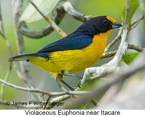 Violaceous Euphonia - © James F Wittenberger and Exotic Birding LLC