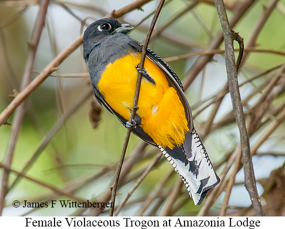 Violaceous-trogon Female - © James F Wittenberger and Exotic Birding LLC