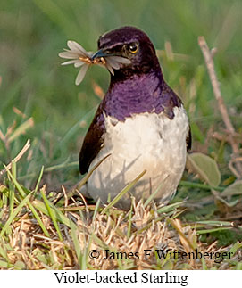 Violet-backed Starling - © James F Wittenberger and Exotic Birding LLC