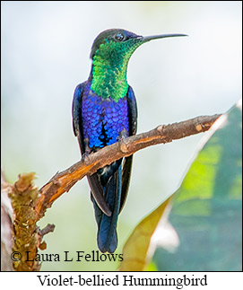 Violet-bellied Hummingbird - © Laura L Fellows and Exotic Birding LLC