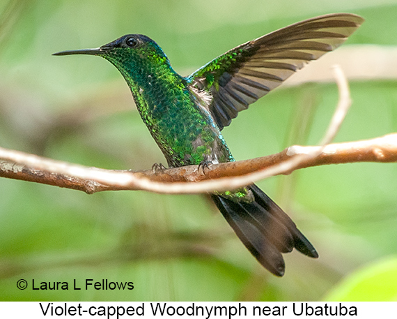 Violet-capped Woodnymph - © James F Wittenberger and Exotic Birding LLC