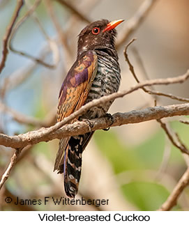Violet Cuckoo - © James F Wittenberger and Exotic Birding LLC
