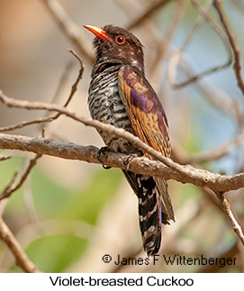 Violet Cuckoo - © James F Wittenberger and Exotic Birding LLC