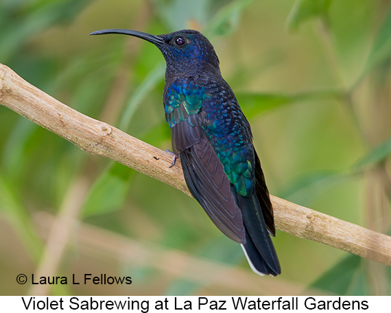 Violet Sabrewing - © Laura L Fellows and Exotic Birding LLC