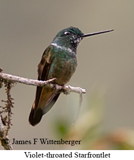 Violet-throated Starfrontlet - © James F Wittenberger and Exotic Birding LLC