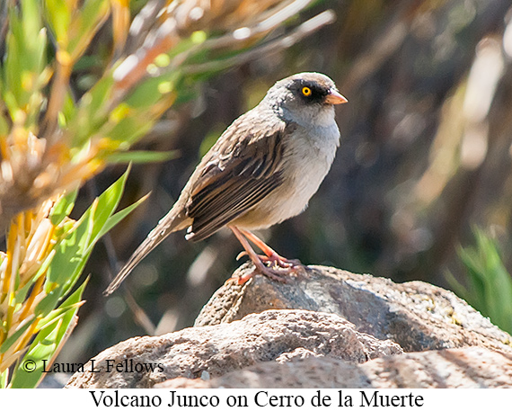 Volcano Junco - © Laura L Fellows and Exotic Birding LLC
