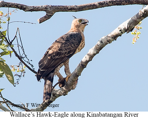 Wallace's Hawk-Eagle - © James F Wittenberger and Exotic Birding LLC