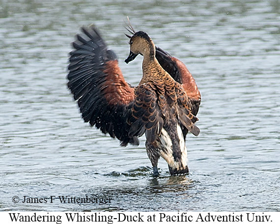 Wandering Whistling-Duck - © James F Wittenberger and Exotic Birding LLC