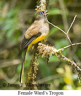 Female Ward's Trogon - © James F Wittenberger and Exotic Birding LLC