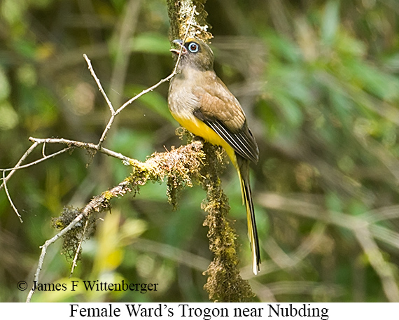Female Ward's Trogon - © James F Wittenberger and Exotic Birding LLC