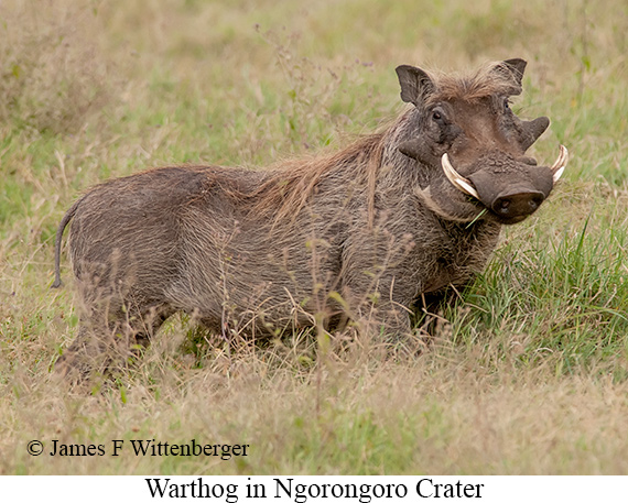 Warthog - © James F Wittenberger and Exotic Birding LLC