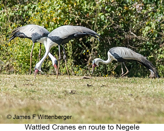 Wattled Crane - © James F Wittenberger and Exotic Birding LLC