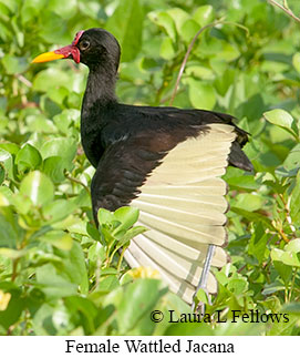 Wattled Jacana - © Laura L Fellows and Exotic Birding LLC