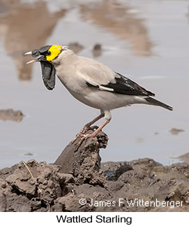 Wattled Starling - © James F Wittenberger and Exotic Birding LLC