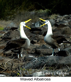 Waved Albatross on Espanola Island Galapagos - © Laura L Fellows and Exotic Birding tours