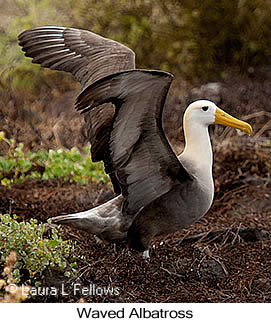 Waved Albatross - © Laura L Fellows and Exotic Birding LLC