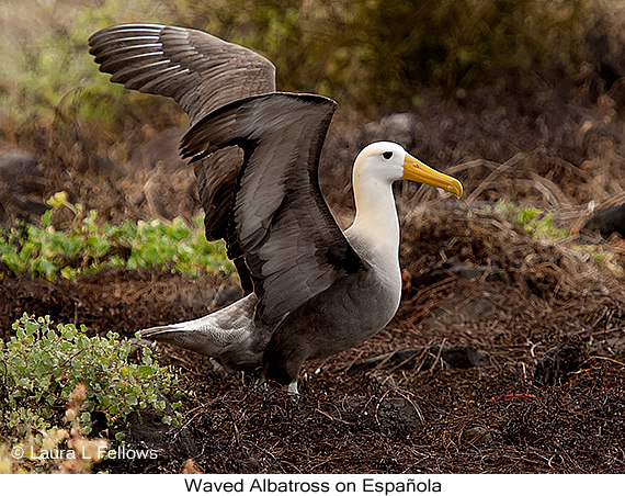 Waved Albatross - © Laura L Fellows and Exotic Birding LLC