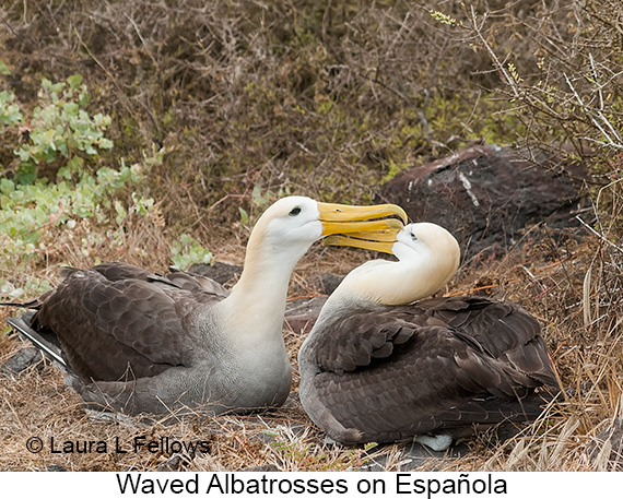 Waved Albatross - © James F Wittenberger and Exotic Birding LLC