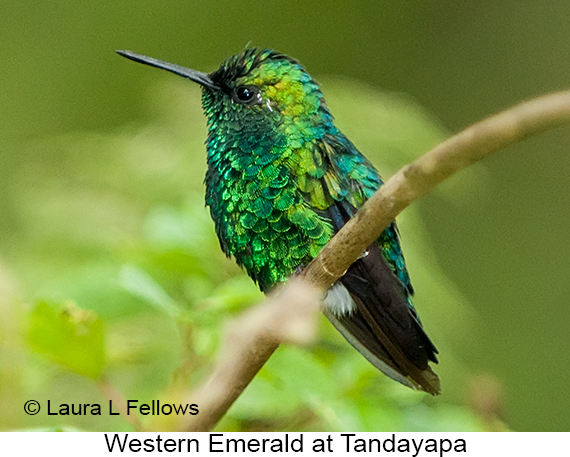 Western Emerald - © James F Wittenberger and Exotic Birding LLC