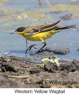 Western Yellow Wagtail - © James F Wittenberger and Exotic Birding LLC