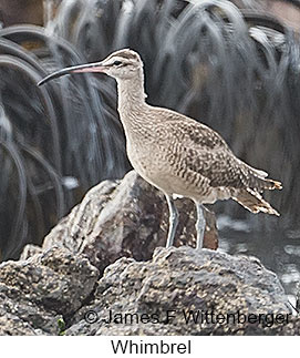 Whimbrel - © James F Wittenberger and Exotic Birding LLC