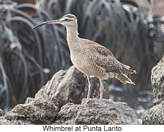 Whimbrel - © James F Wittenberger and Exotic Birding LLC