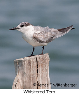 Whiskered Tern - © James F Wittenberger and Exotic Birding LLC