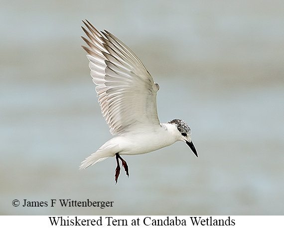 Whiskered Tern - © James F Wittenberger and Exotic Birding LLC