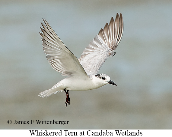 Whiskered Tern - © James F Wittenberger and Exotic Birding LLC