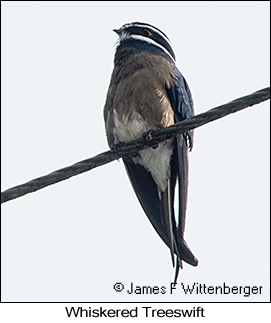 Whiskered Treeswift - © James F Wittenberger and Exotic Birding LLC