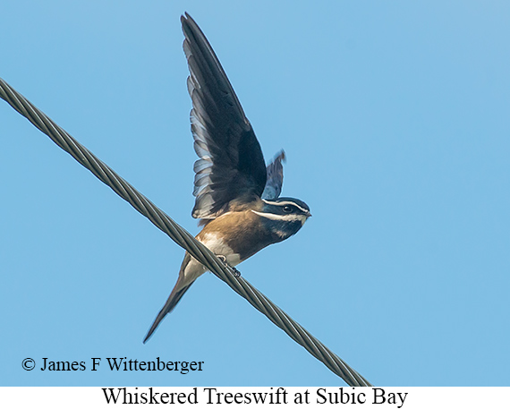 Whiskered Treeswift - © James F Wittenberger and Exotic Birding LLC