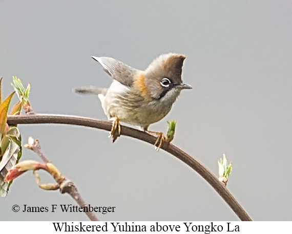 Whiskered Yuhina - © James F Wittenberger and Exotic Birding LLC