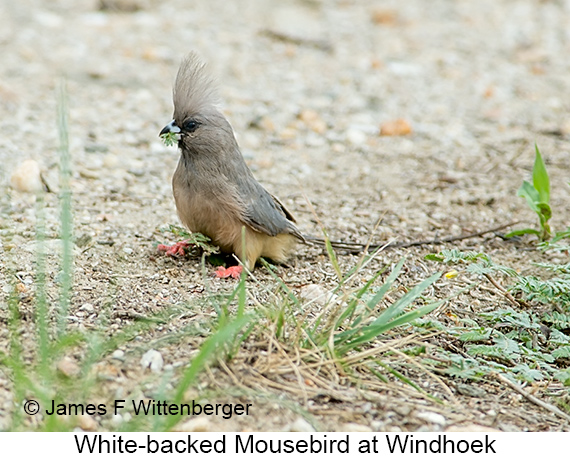 White-backed Mousebird - © James F Wittenberger and Exotic Birding LLC