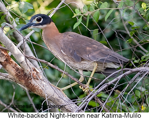 White-backed Night-Heron - © James F Wittenberger and Exotic Birding LLC