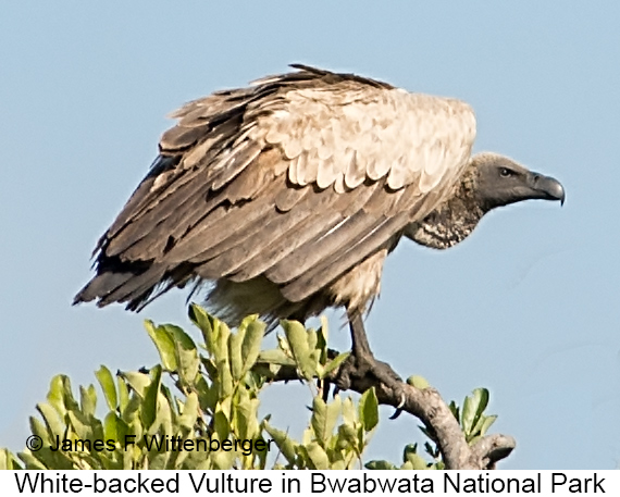 White-backed Vulture - © James F Wittenberger and Exotic Birding LLC