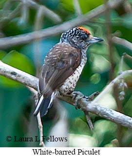 White-barred Piculet - © Laura L Fellows and Exotic Birding LLC