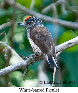 White-barred Piculet - © Laura L Fellows and Exotic Birding LLC