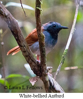 White-bellied Antbird - © Laura L Fellows and Exotic Birding LLC