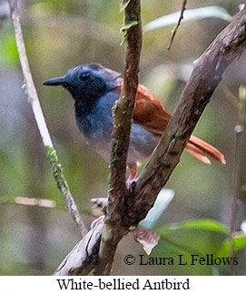 White-bellied Antbird - © Laura L Fellows and Exotic Birding LLC