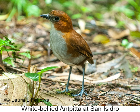 White-bellied Antpitta - © Laura L Fellows and Exotic Birding LLC