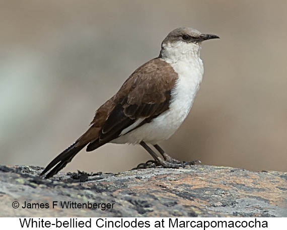 White-bellied Cinclodes - © James F Wittenberger and Exotic Birding LLC