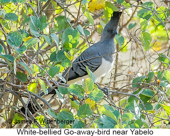White-bellied Go-away-bird - © James F Wittenberger and Exotic Birding LLC
