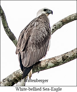 White-bellied Sea-Eagle - © James F Wittenberger and Exotic Birding LLC